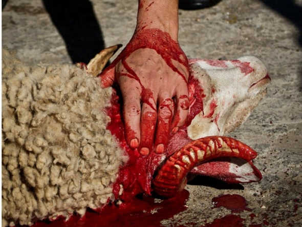 sacrificio religioso de animales