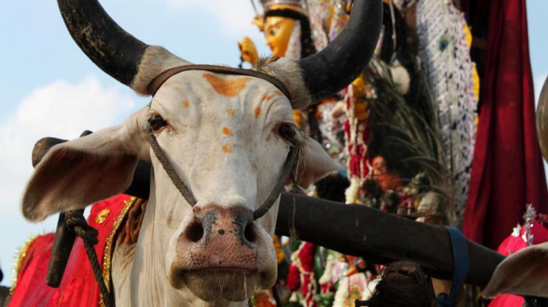 Una vaca durante el Durgá Puyá, festival hinduísta de la IndiaGetty Images