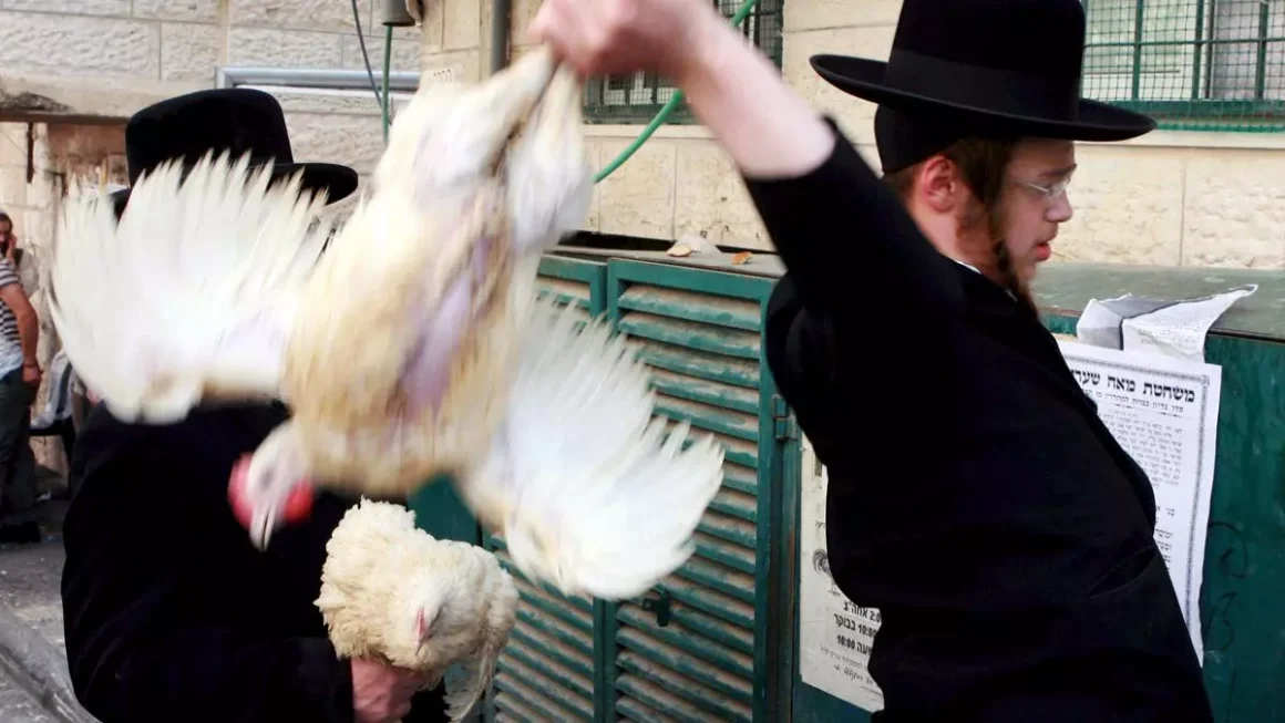 Un judío ultraortodoxo efectúa una parte del ritual "Kaparot" con un pollo vivo en el barrio de Mea Shearim en Jerusalén, Israel, antes del inicio de la fiesta judía del Yom Kipur (o Día del Perdón). Archivo EFE/Jim Hollander.